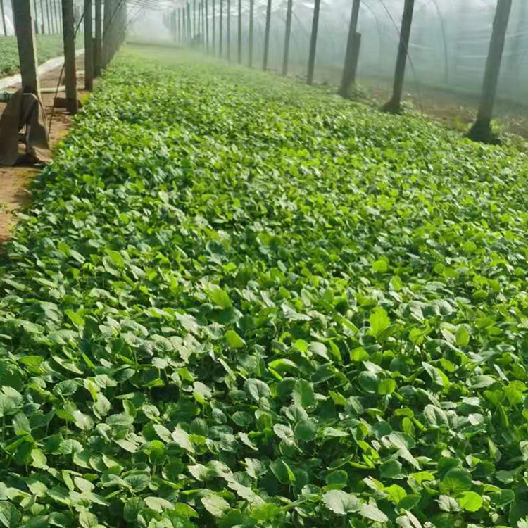 护坡绿化植物二月兰 山东花海种植基地二月兰批发