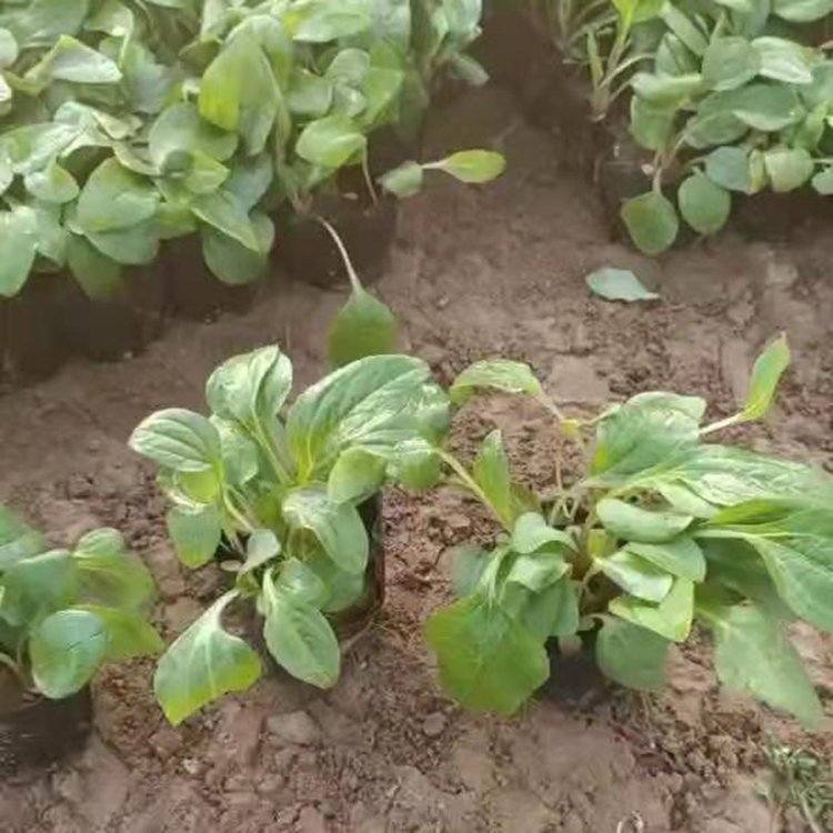 松果菊种苗批发 耐寒宿根花卉 松果菊大量上市 质优价廉