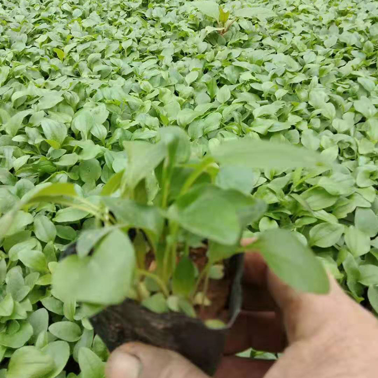 松果菊 多年生宿根地被草花 振玲花卉种植基地