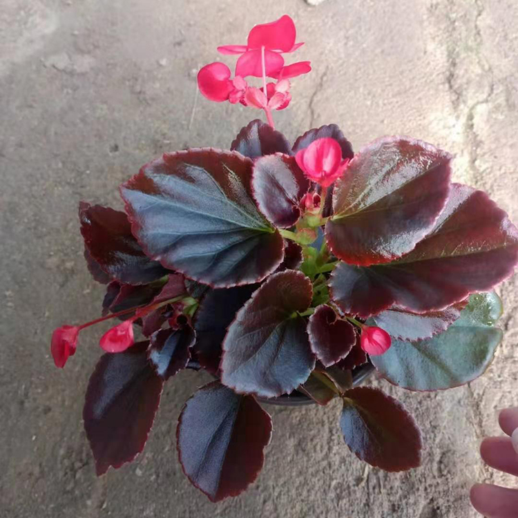 四季海棠批发 多年生常绿草本植物种植基地