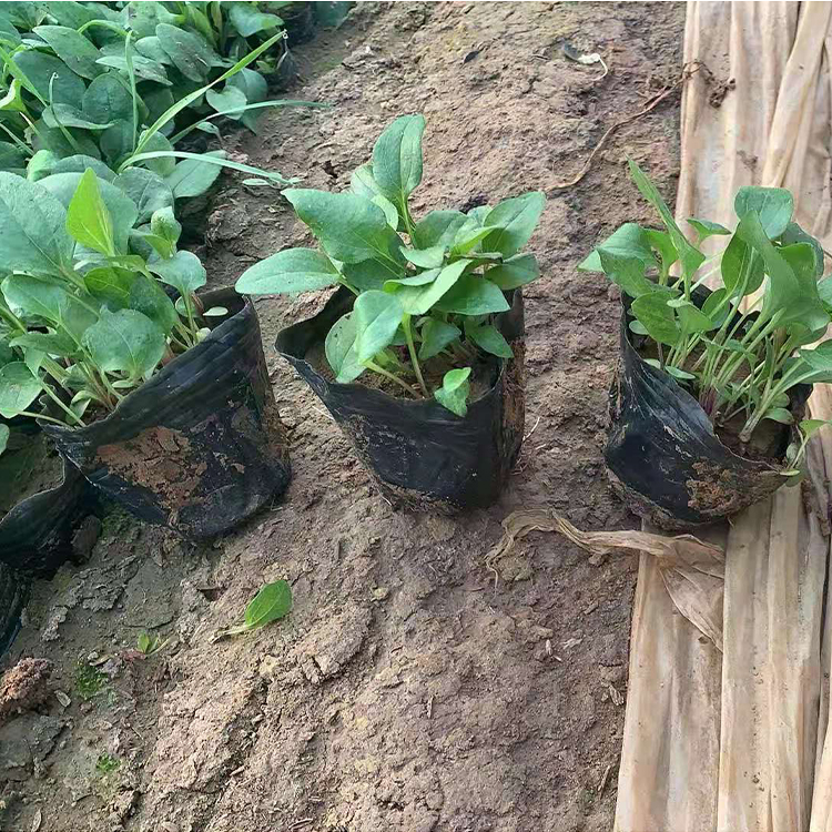 松果菊 多年生草本植物 振玲花卉供应松果菊小苗