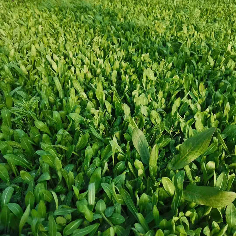 天人菊 振玲花卉 天人菊种植基地