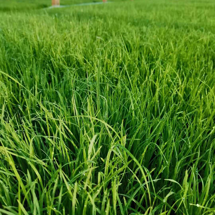 振玲花卉 批发供应紫穗狼尾草 价格低 绿化用苗