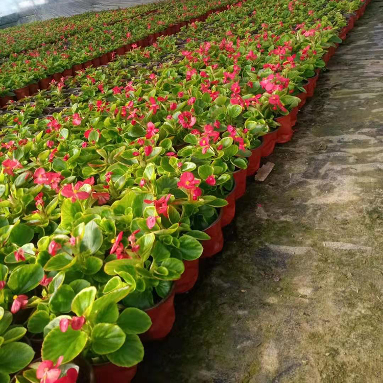 四季海棠 花红色 淡红色 白色 花色多 四季海棠批发