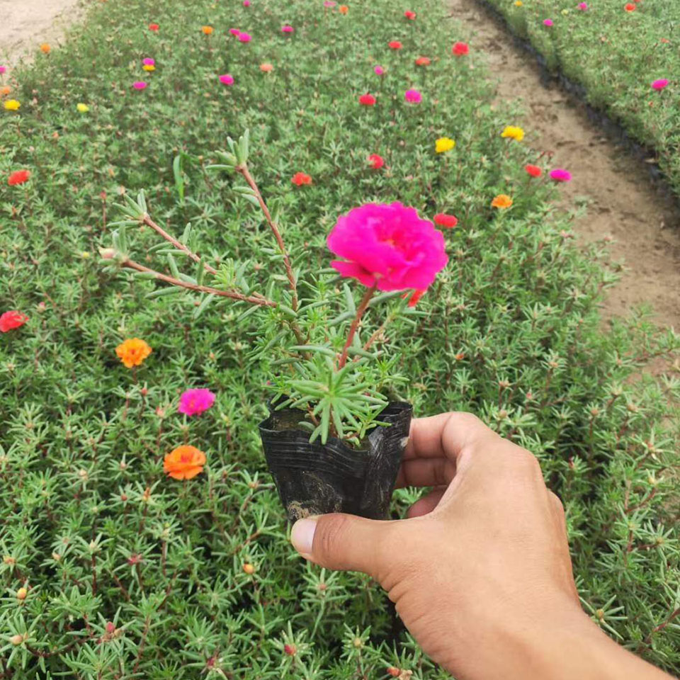 基地直销半枝莲 半枝莲种植基地 量大更优惠