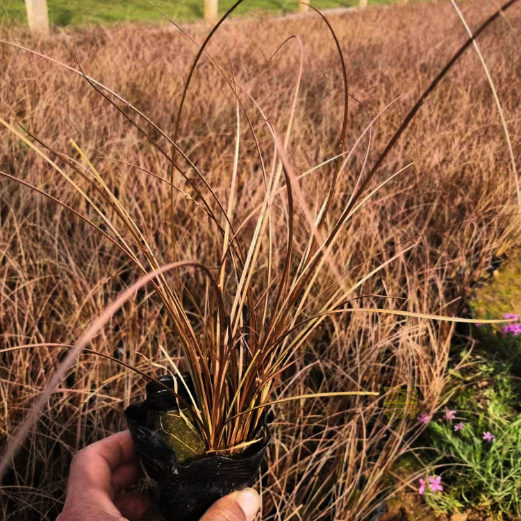 橘红苔草批发价格 