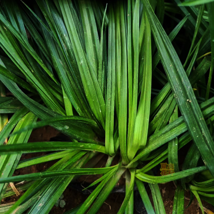 青州涝峪苔草 涝峪苔草小苗出售 