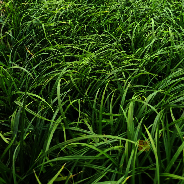 涝峪苔草批发价格 
