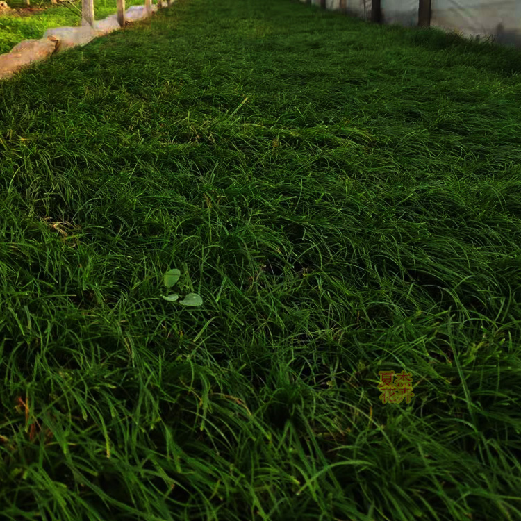 青州青绿苔草种植户  青绿苔草出售 青绿苔草小苗