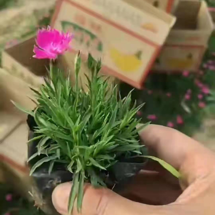 营养杯欧石竹批发  青州花卉种植基地 欧石竹大量供应