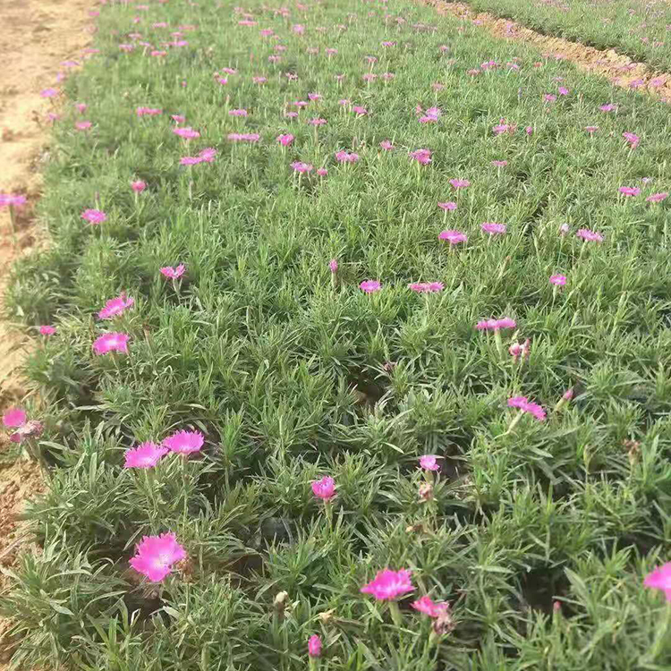 营养杯欧石竹杯苗批发商 小杯欧石竹绿化工程