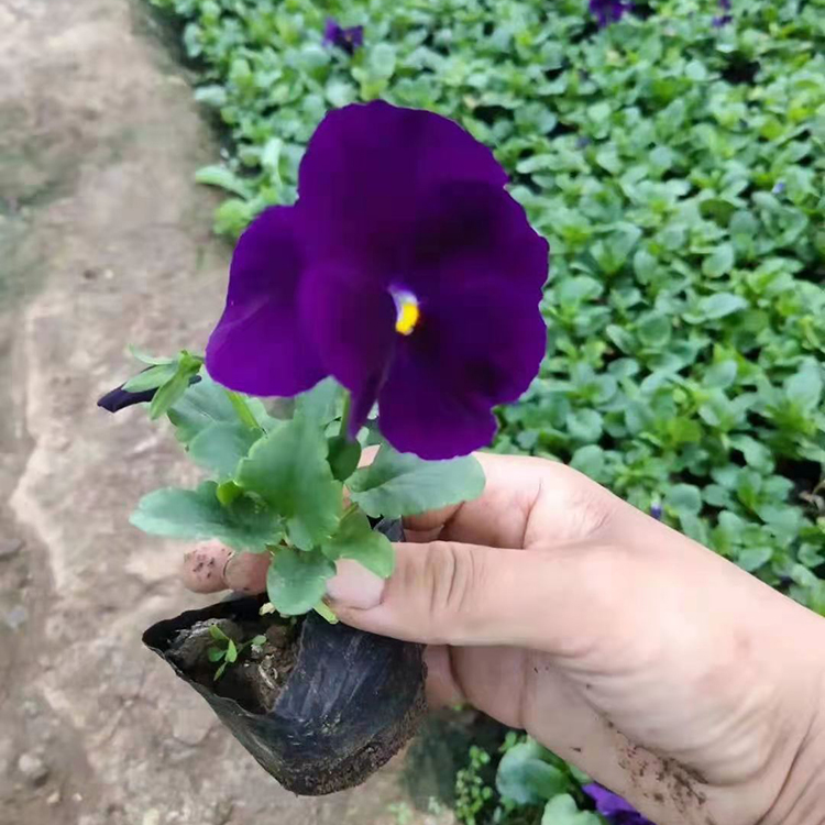 秋冬花坛租摆三色堇  三色堇种苗销售 价格优惠