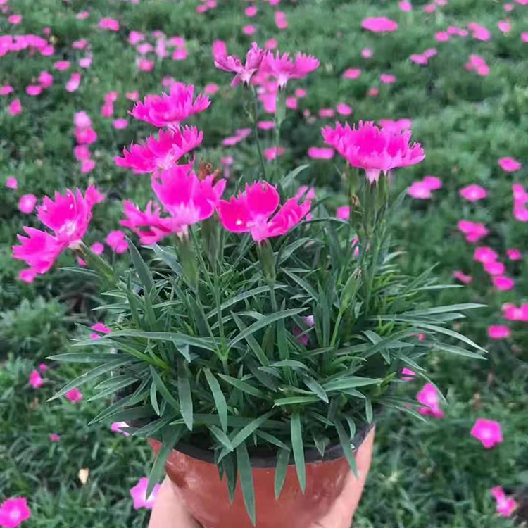 双色盆欧石竹 欧石竹小苗 花海设计专用小苗 耐寒花卉