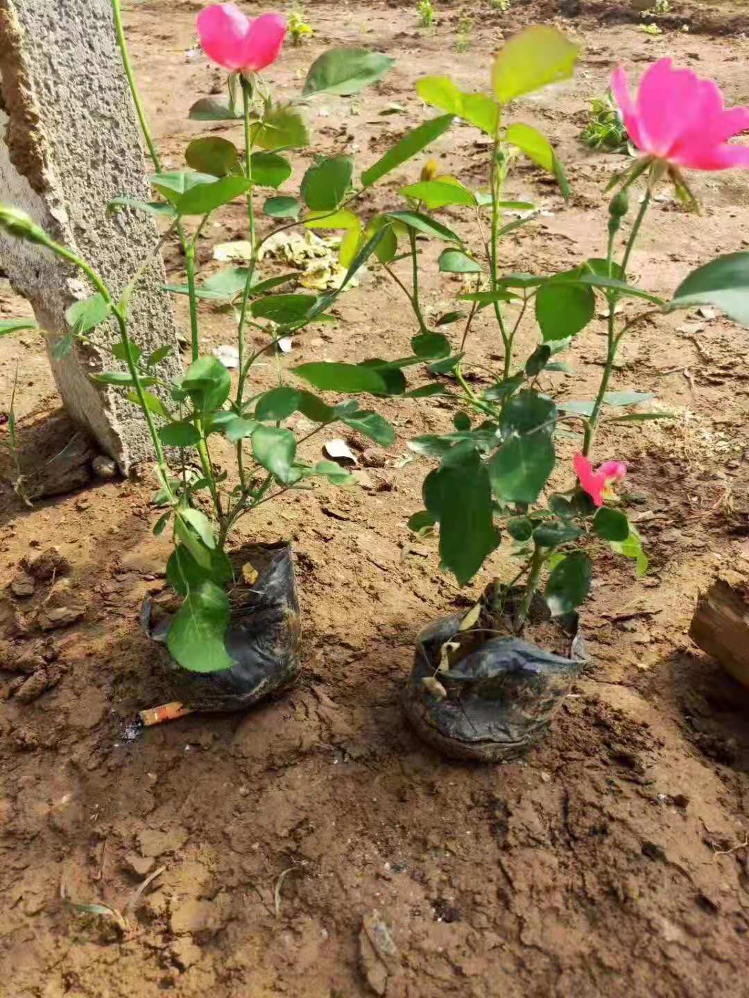 月季苗木基地 丰花月季 品种月季 青州丰花月季价格