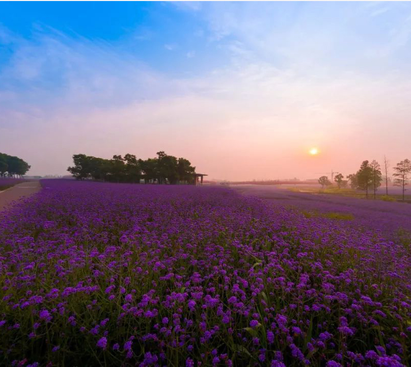 2021年花海工程景观设计,花海造价,连续10年花海种植施工