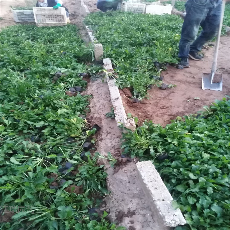 山东青州大滨菊批发 盆栽大滨菊基地价格 江瑞花卉供应商