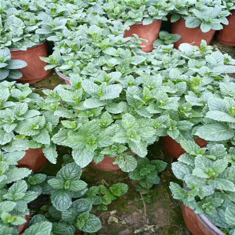 江瑞园艺供应薄荷 薄荷报价 山东青州薄荷基地 现货供应薄荷