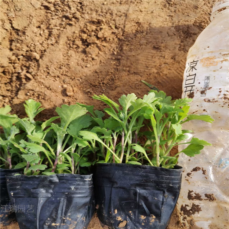 地被菊供应商 地被菊价格 山东青州地被菊基地 江瑞园艺等你来 价格优惠质量保障