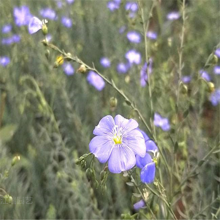 蓝亚麻批发 山东青州蓝亚麻基地 蓝亚麻订购报价 江瑞花卉