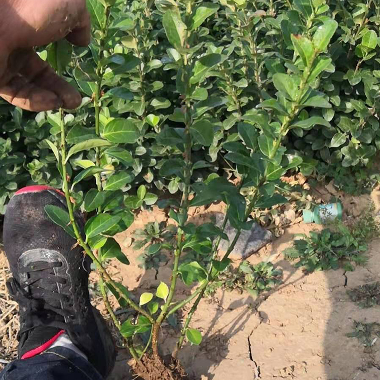 卫矛种植基地 灌木 卫矛小苗批发 立腾花卉苗木