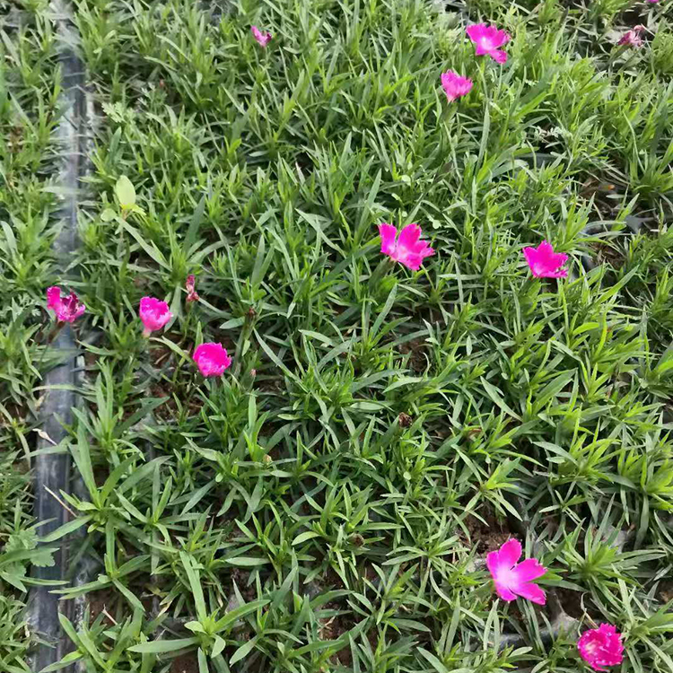 欧石竹小苗 花海设计用小苗 耐寒花卉