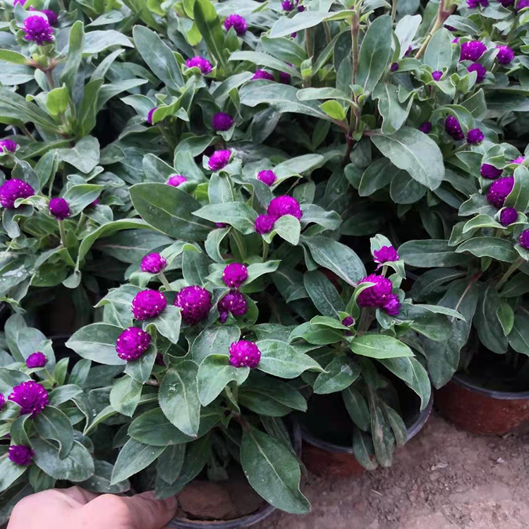 千日红价格 山东青州千日红 青州绿化草花 花海推荐