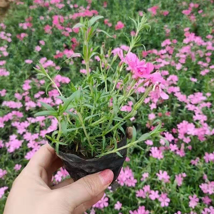 大量销售丛生福禄考，易成活，花卉种类繁多