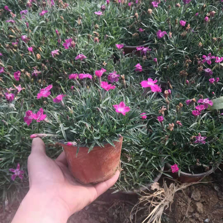欢迎咨询 欧石竹批发商 常年开花欧石竹小苗