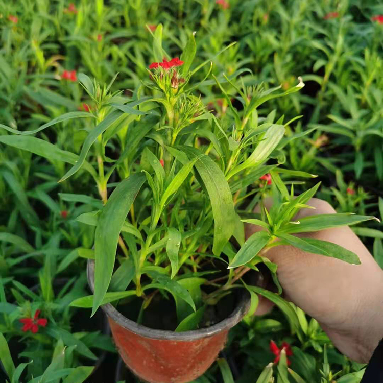 杂交石竹基地种植 新上市的耐寒性石竹