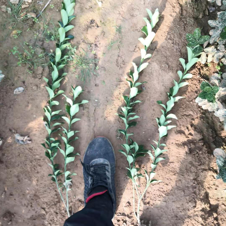基地销售大叶黄杨苗 黄杨价格 量大从优 欢迎电联