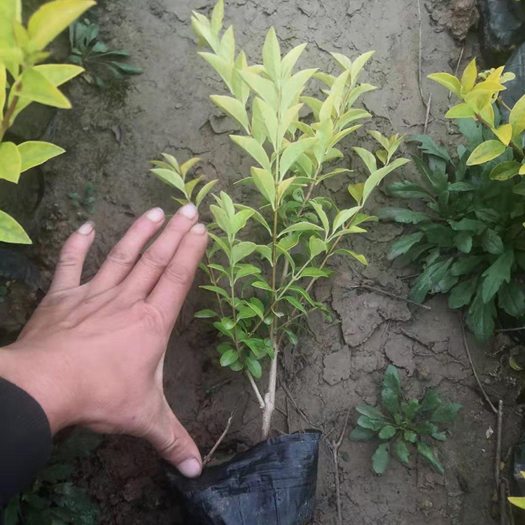 落叶灌木金叶女贞批发基地 立腾苗木供应 量大价优