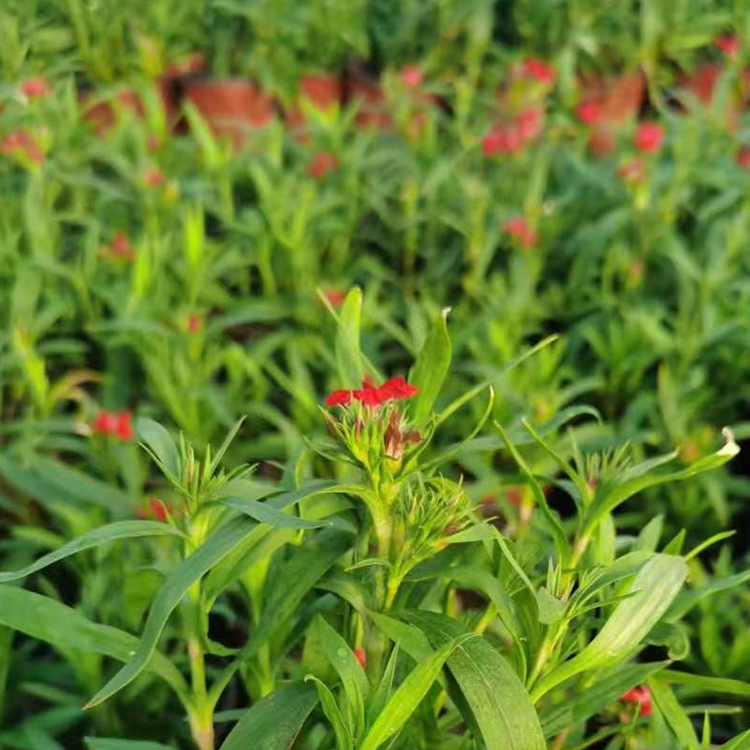 杂交石竹 立腾花卉 杂交石竹种植基地