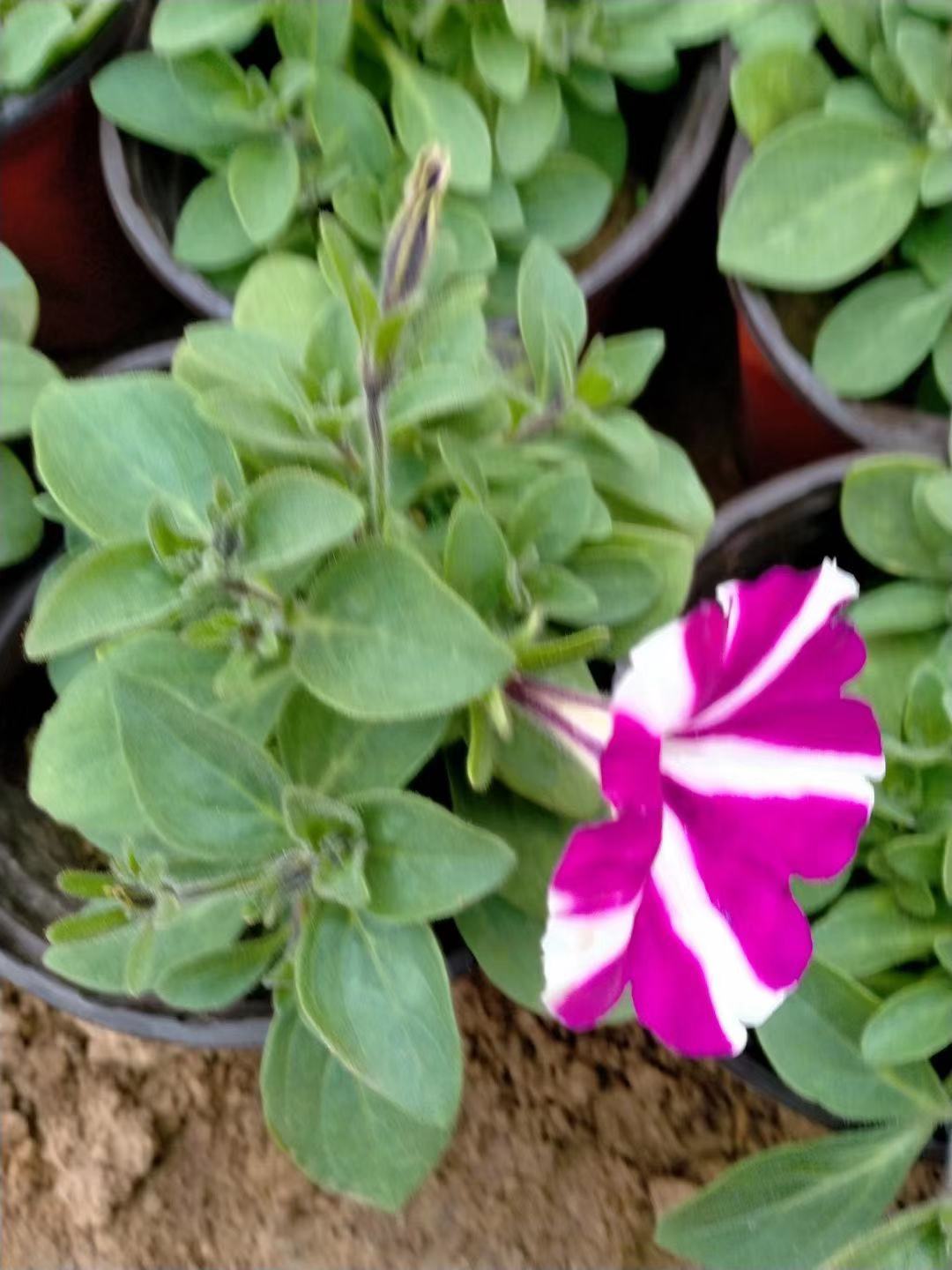 垂钓牵牛批发   矮牵牛价格   牵牛批发  喇叭花种植基地     牵牛