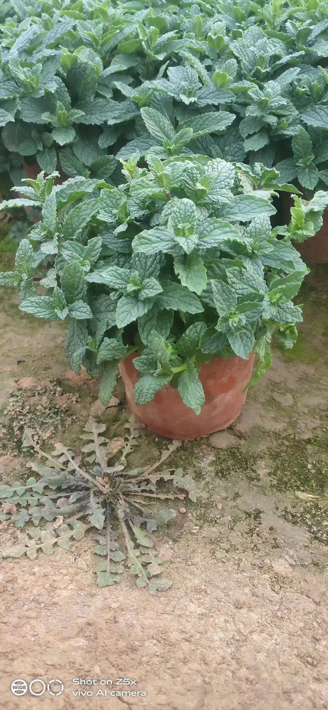 薄荷价格   薄荷批发  薄荷种植基地   青州草花基地