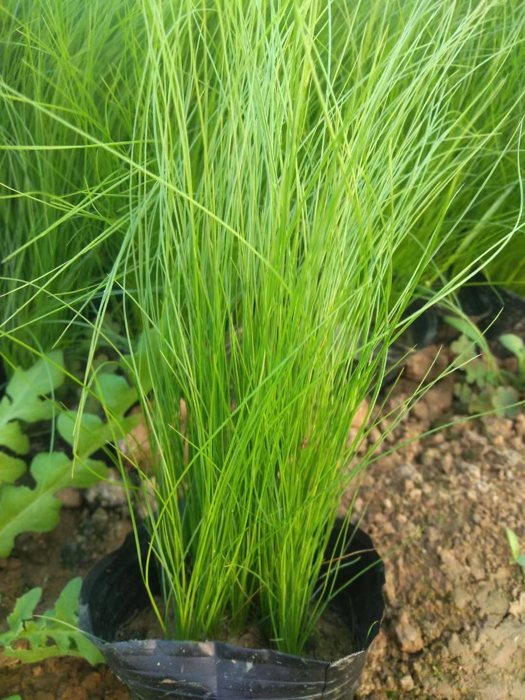 细茎针矛价格    细茎针矛批发  细叶芒   水生基地山东青州种植基地