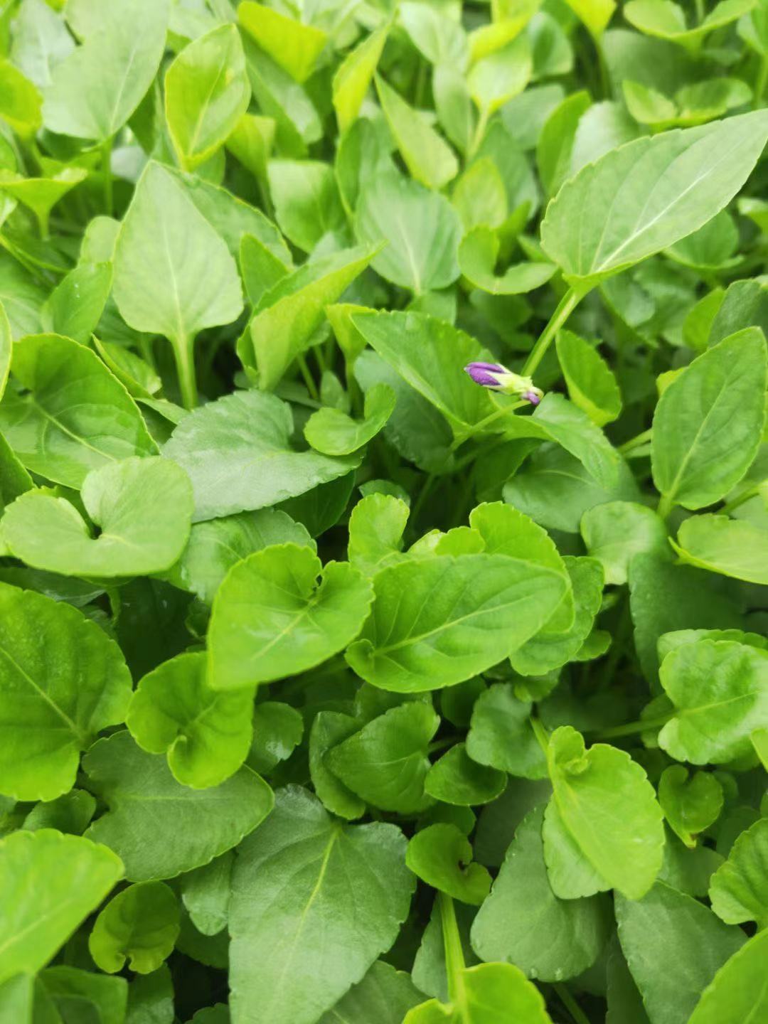 紫花地丁     价格   紫花地丁批发    江北草花基地