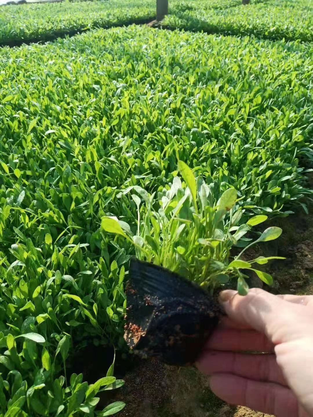 天人菊价格  天人菊批发    天人菊   金鸡菊   大宾菊  野花组合   青州雅林草花基地