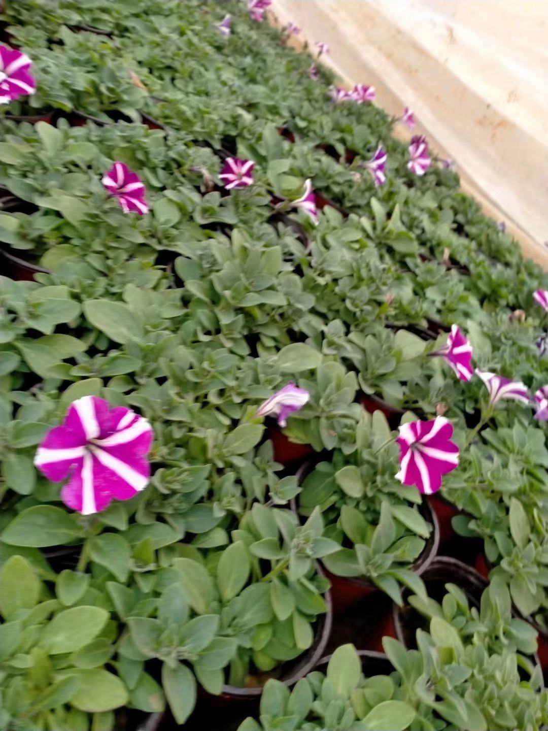 垂钓牵牛价格   垂钓牵牛批发  江北草花基地