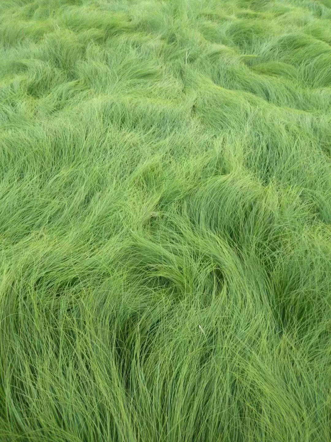 墨西哥羽毛草价格   墨西哥羽毛草批发    青州草花基地
