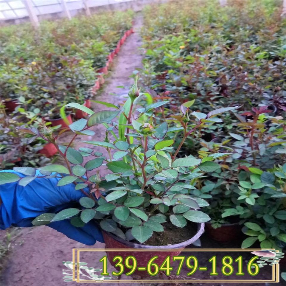 供应微型月季盆栽苗 卡罗拉月季种苗报价 丰花月季花3年苗价格