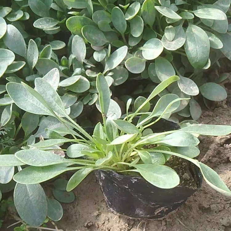 宿根金鸡菊小苗 金鸡菊小苗批发 欢迎来电