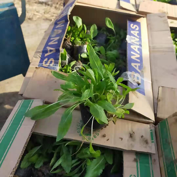 基地种植鼠尾草小苗 鼠尾草小苗种植基地 量大价优