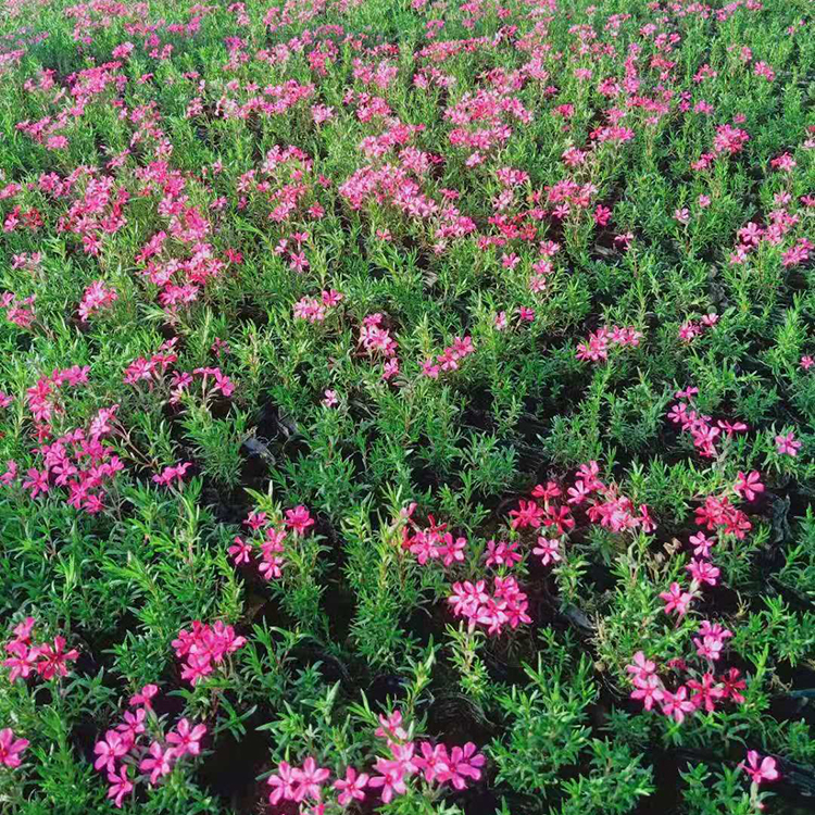 芝樱基地 福禄考小苗基地 好成活小苗