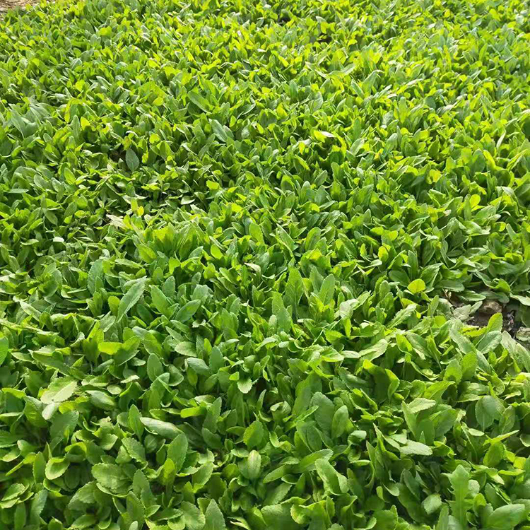 振玲供应鼠尾草 鼠尾草供应商 量大价优