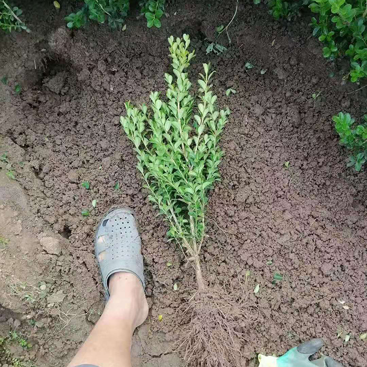 振玲供应瓜子黄杨 瓜子黄杨批发基地 量大价优