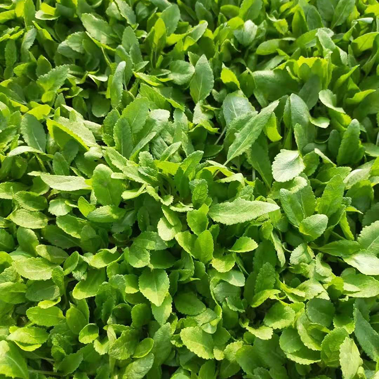 振玲供应鼠尾草 鼠尾草培育基地 欢迎选购