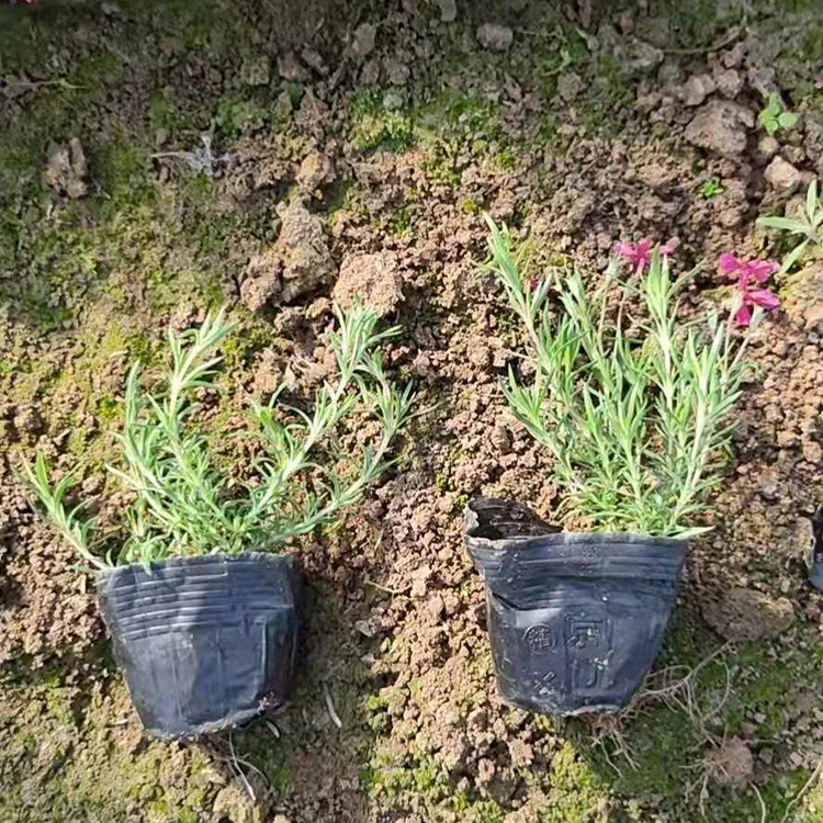 福禄考小苗价格 芝樱小苗价格 欢迎选购