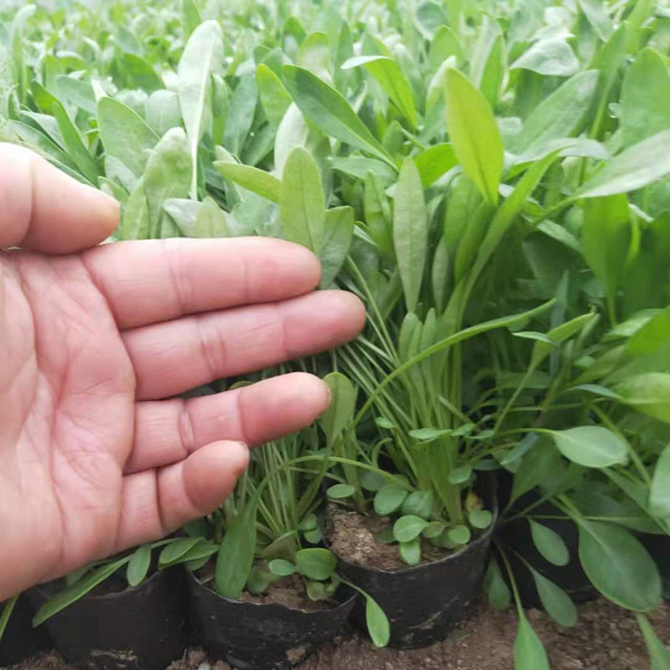 基地供应金鸡菊 金鸡菊价格 价格优惠