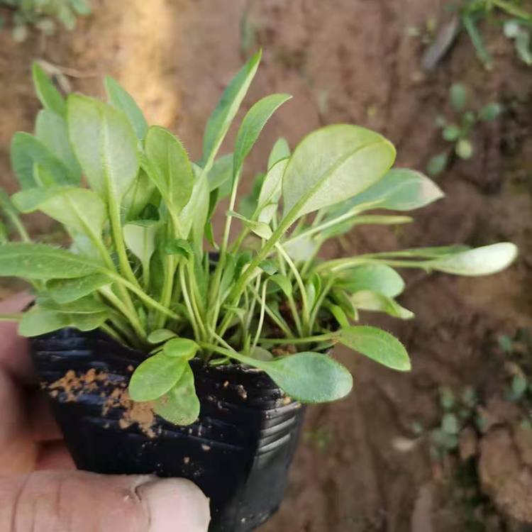 供应金鸡菊 金鸡菊批发基地 欢迎预定