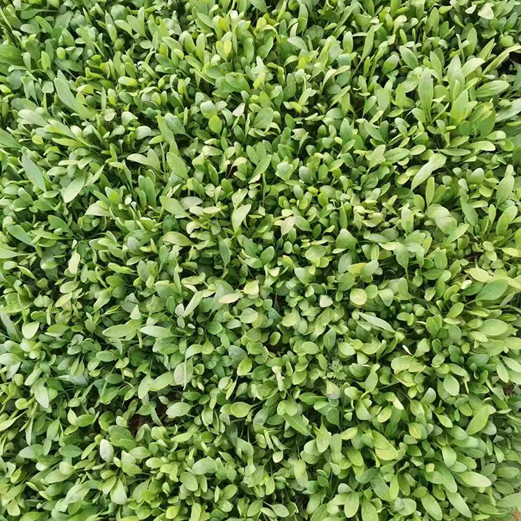 供应金鸡菊 金鸡菊报价 量大价优